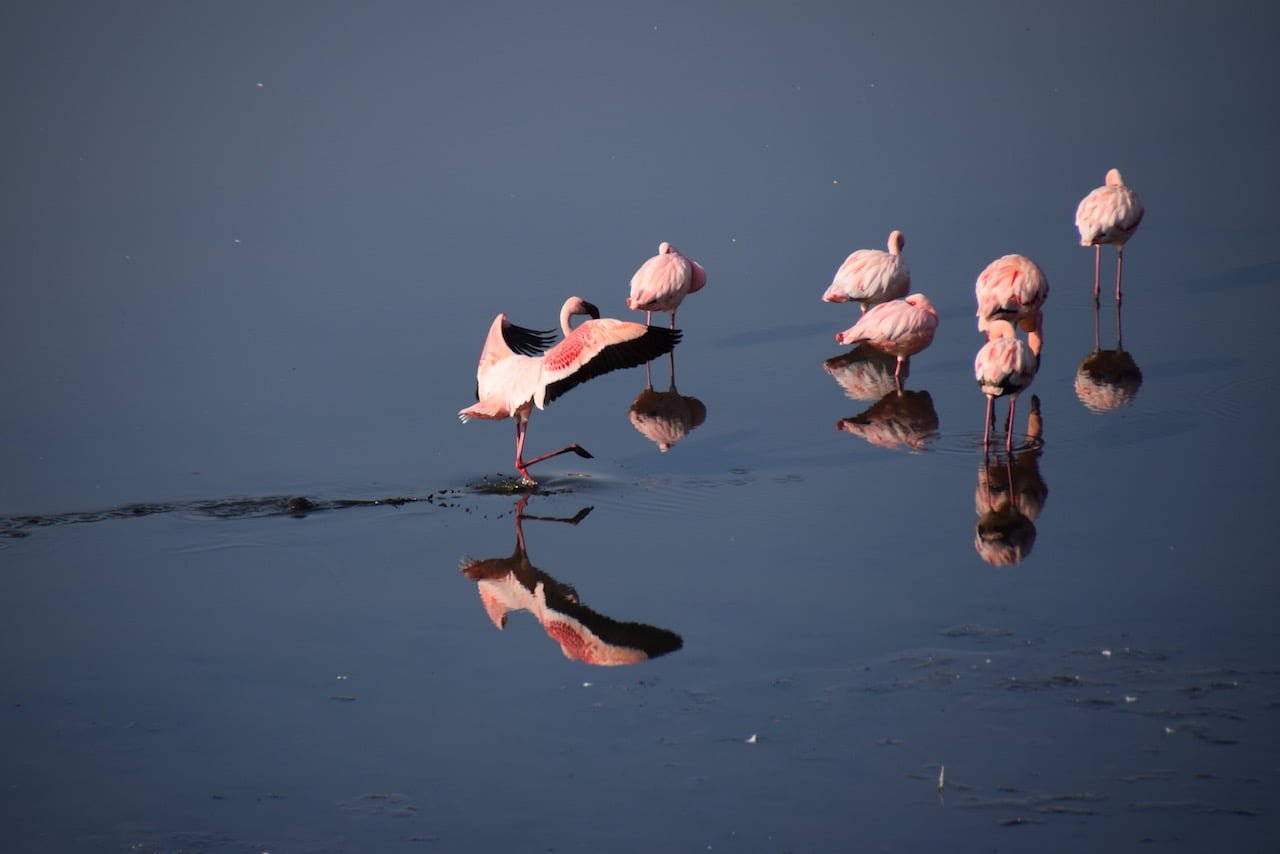 Tanzanian flamingo