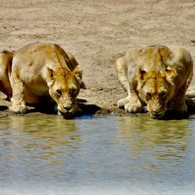 Serengeti