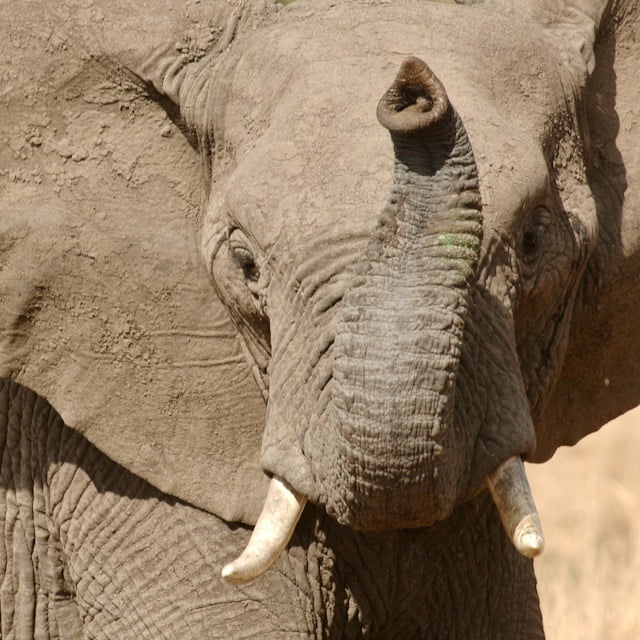 Serengeti