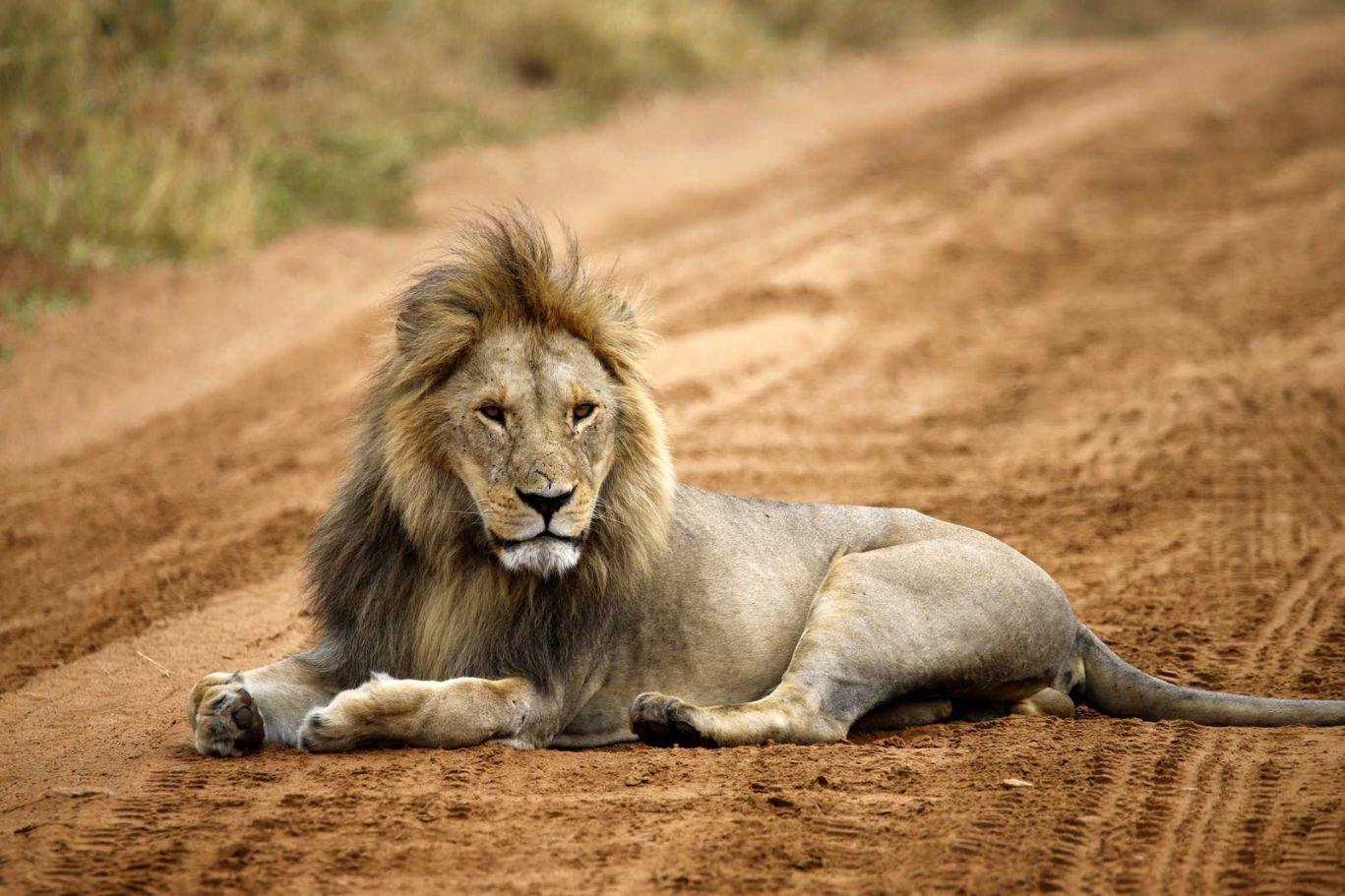 Lion Tanzania